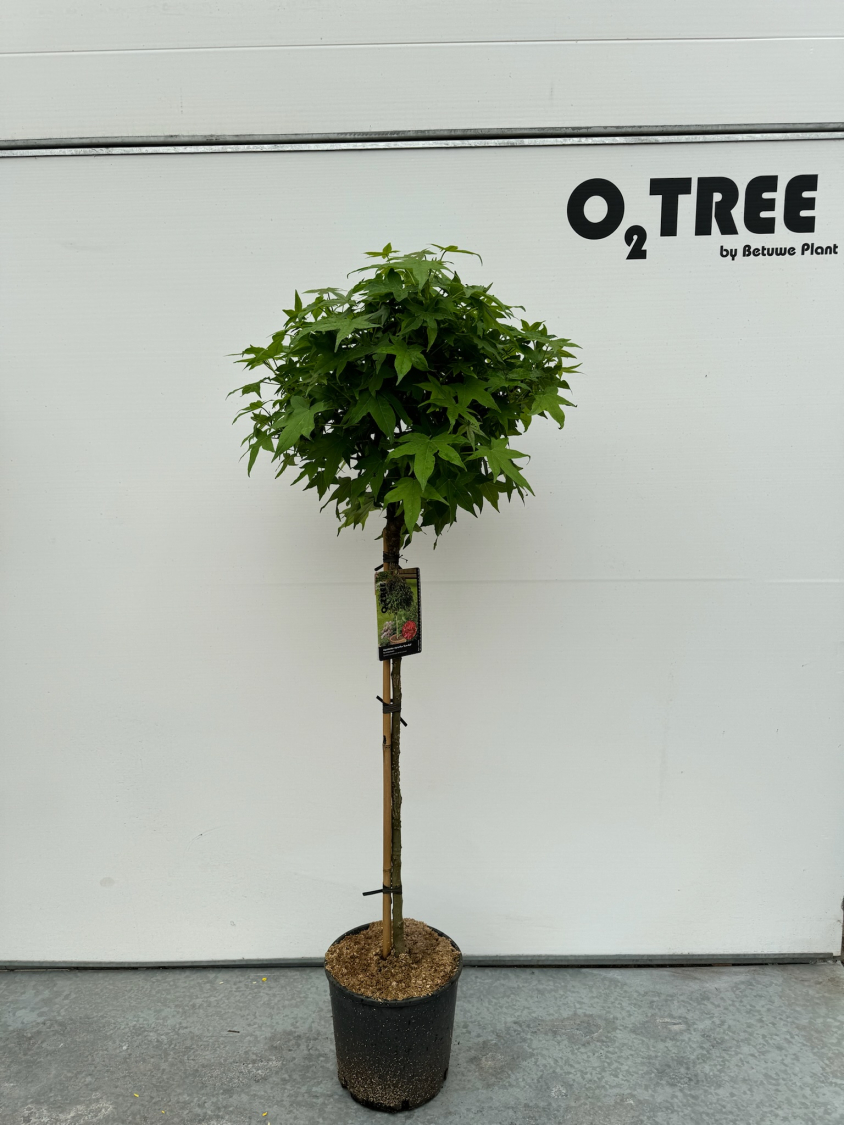 liquidambar-styraciflua--gum-ball--c12-90cm