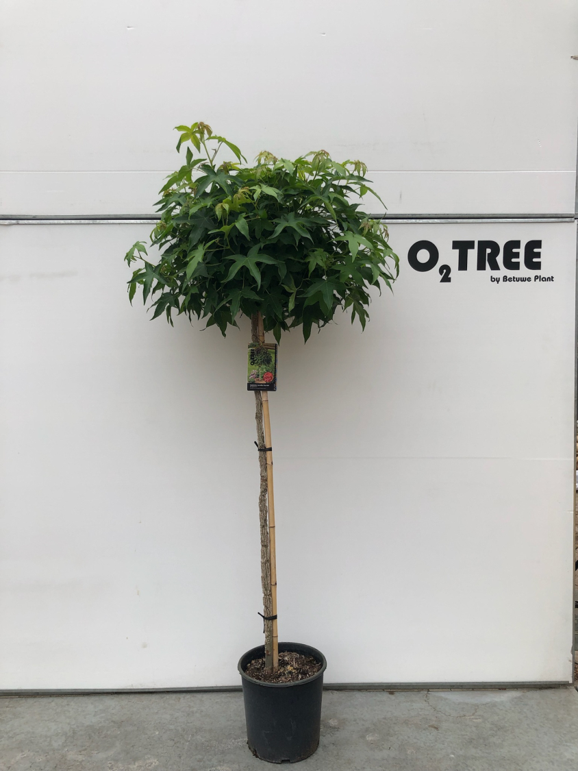 liquidambar-styraciflua--gum-ball--c15-150cm--4-