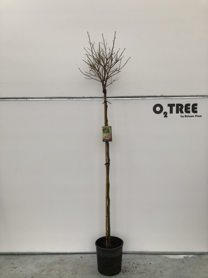 liquidambar-styraciflua--gum-ball--c15-180cm