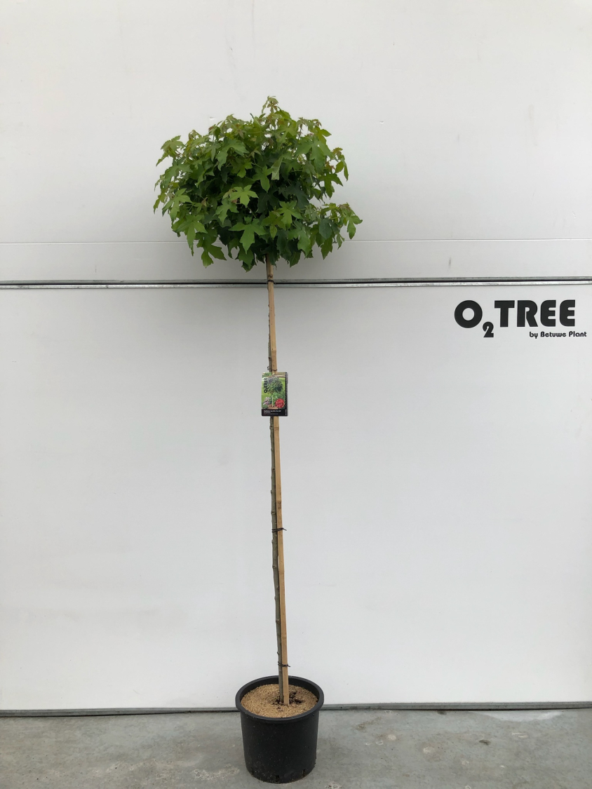 liquidambar-styraciflua--gum-ball--c20-6-8-10-180cm