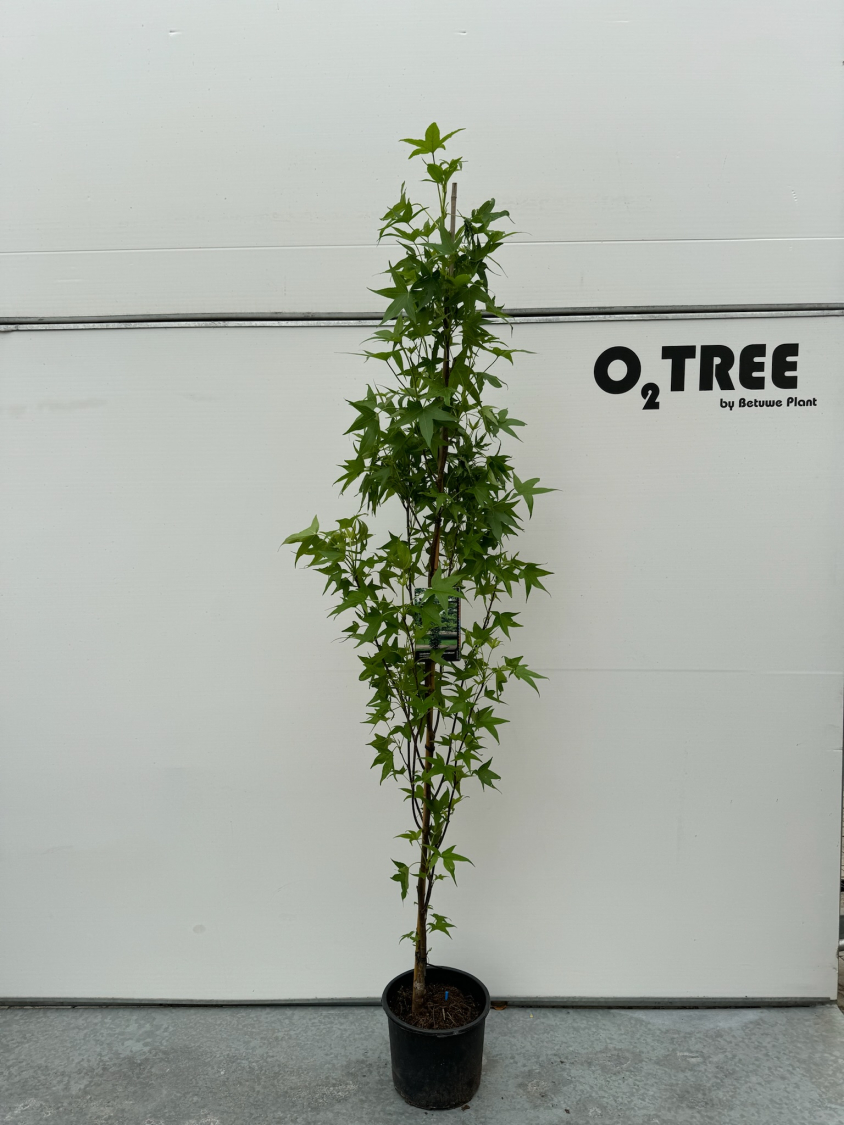 liquidambar-styraciflua--slenders-silhouet--c10-175-200-250