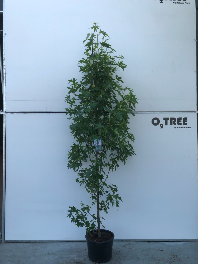 liquidambar-styraciflua--worplesdon--c20-250-300
