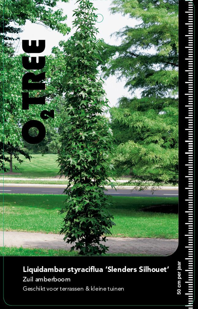 liquidambar-styraciflua-slenders-silhouet