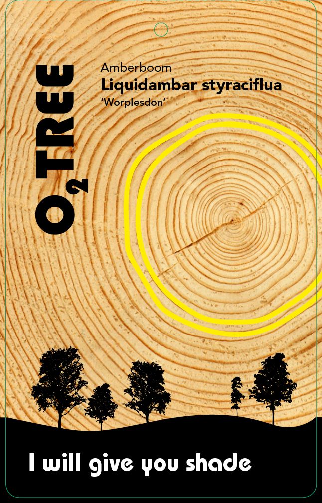 liquidambar-styraciflua-worplesdon-thema