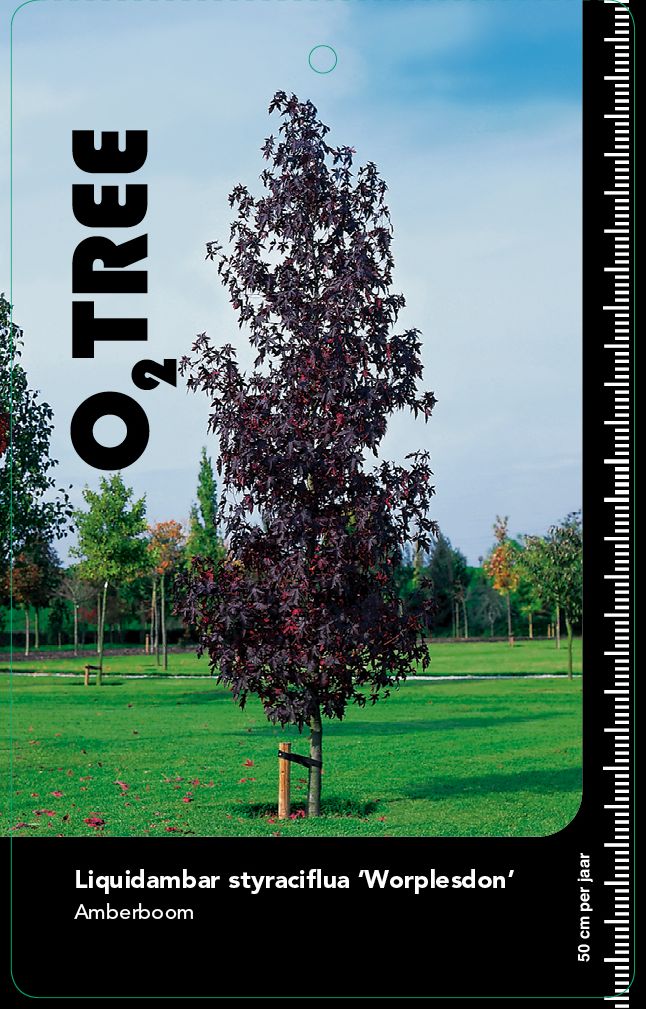 liquidambar-styraciflua-worplesdon