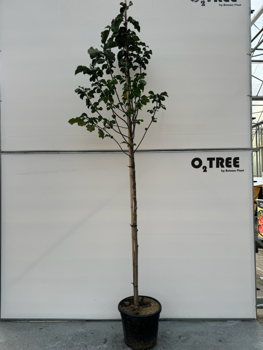 magnolia--galaxy--c35-8-10