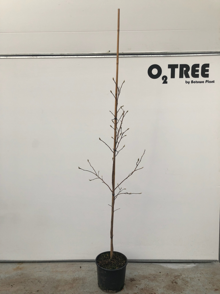 magnolia--leonard-messel--c10-120-175