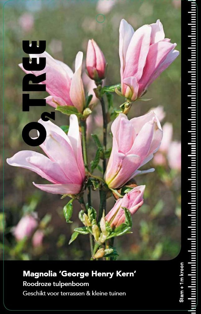 magnolia-henry-kern--3-