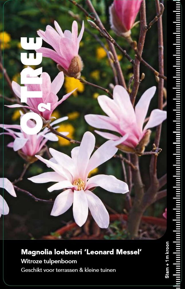 magnolia-leonard-messel--2-