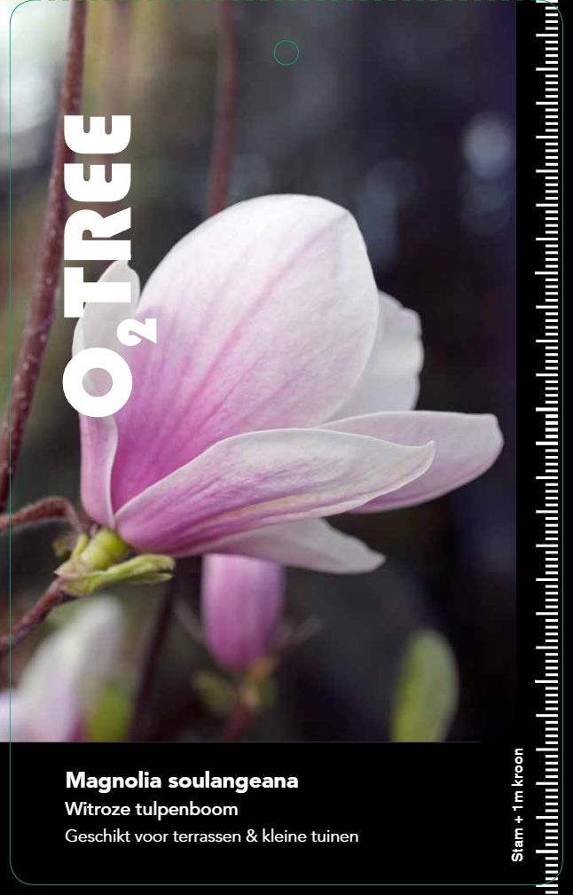 magnolia-soulangeana--2-