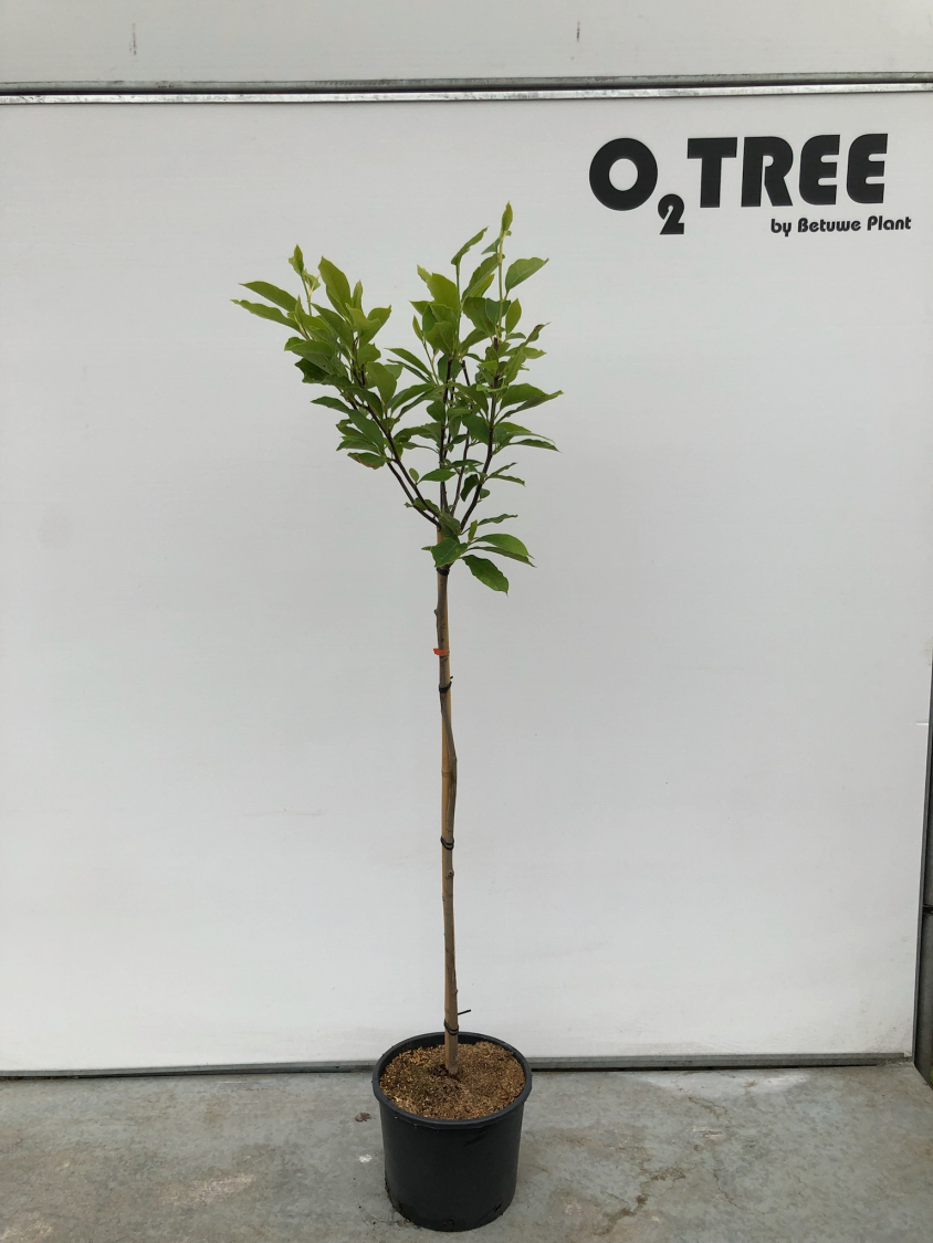 magnolia-soulangeana-c10-90cm