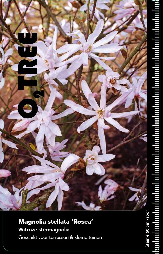 magnolia-stellata-rosea