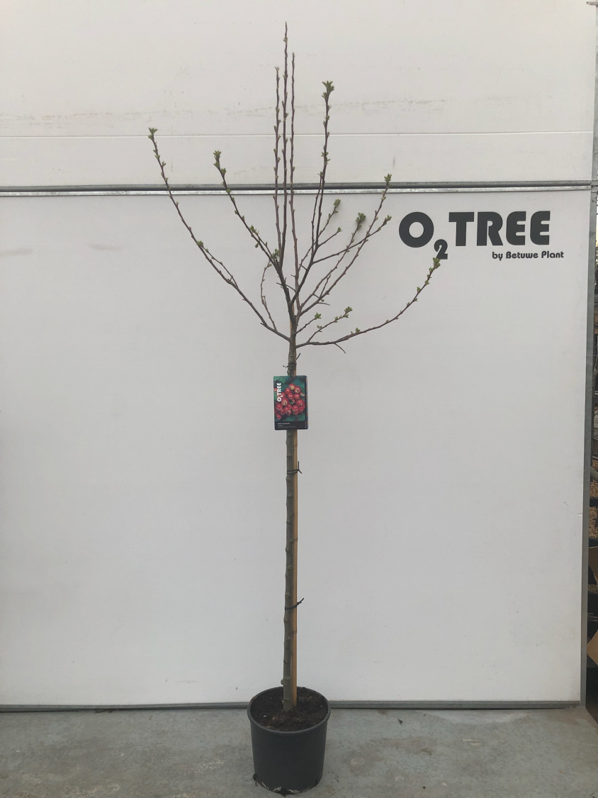 malus--evereste--c10-120cm--3-