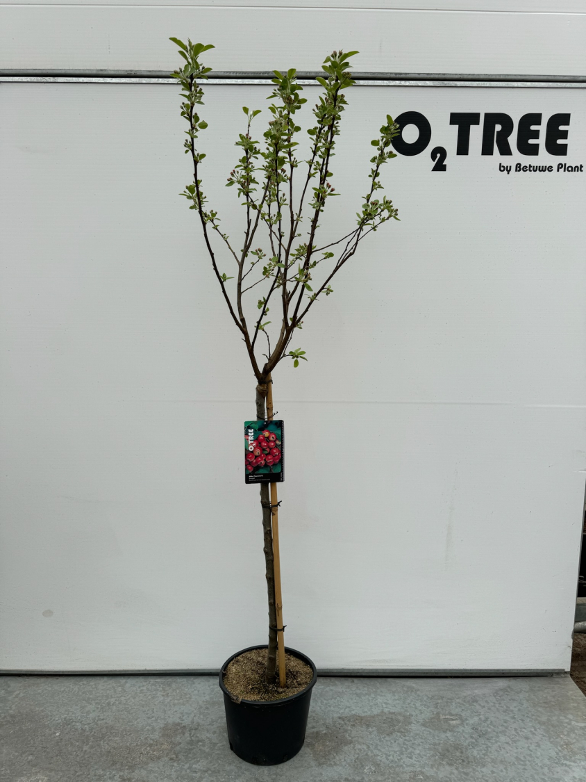 malus--evereste--c10-90cm