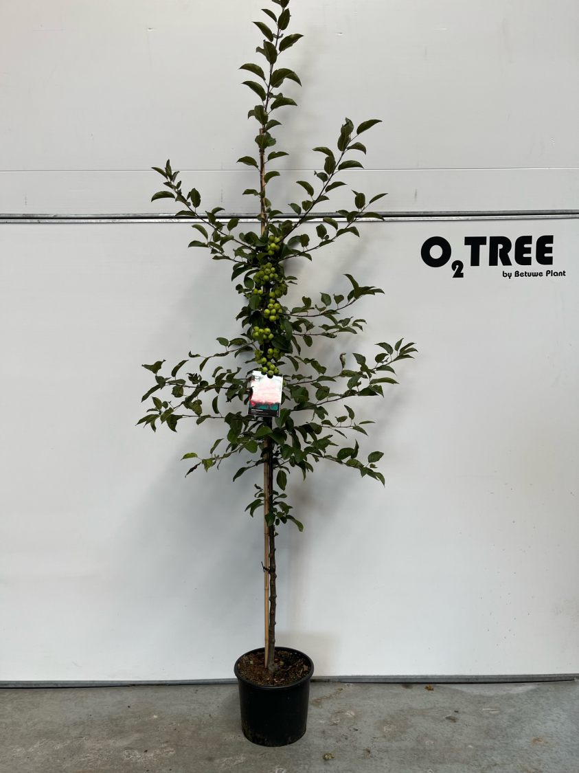 malus--evereste--c12-200-250--3-