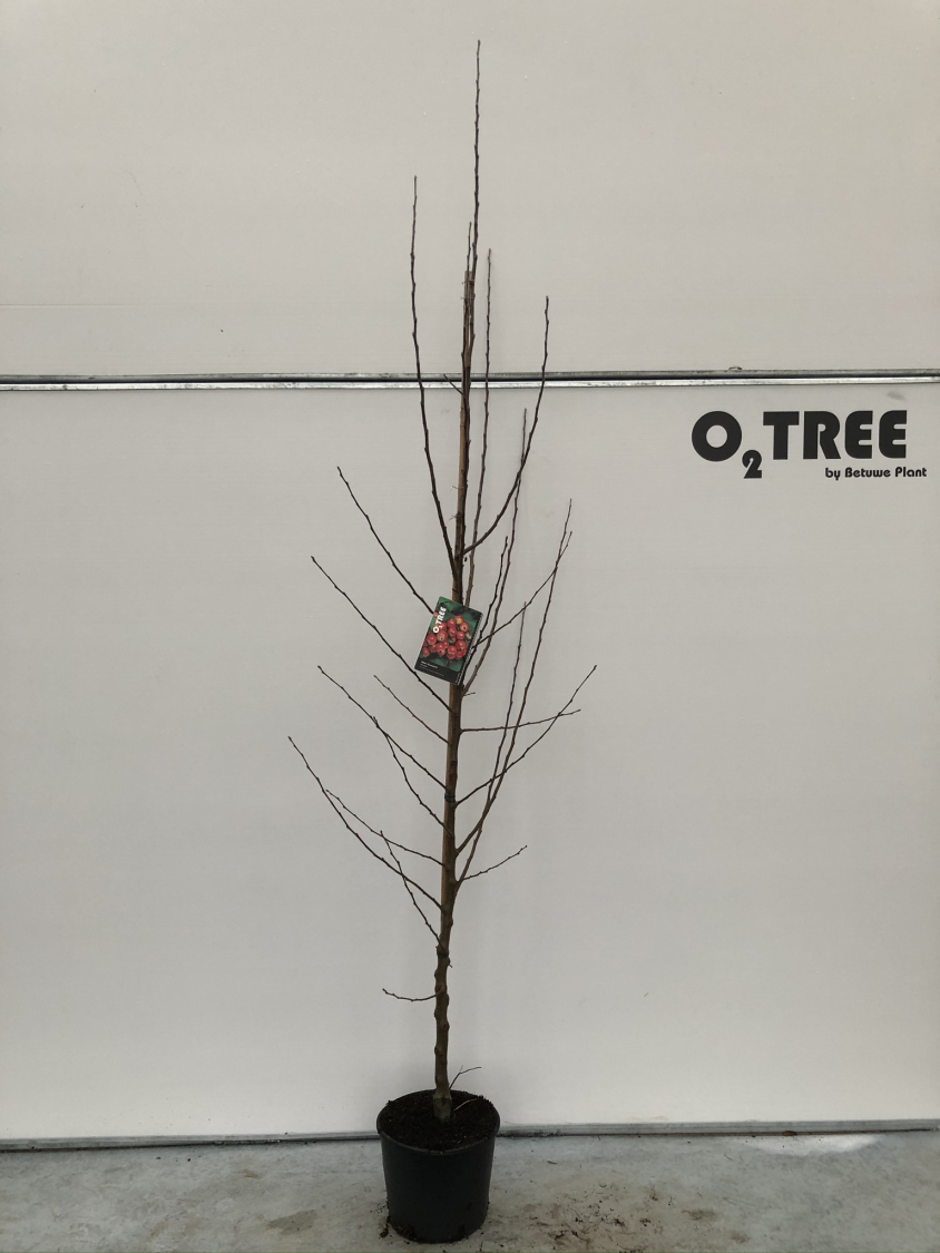 malus--evereste--c12-200-250--4-