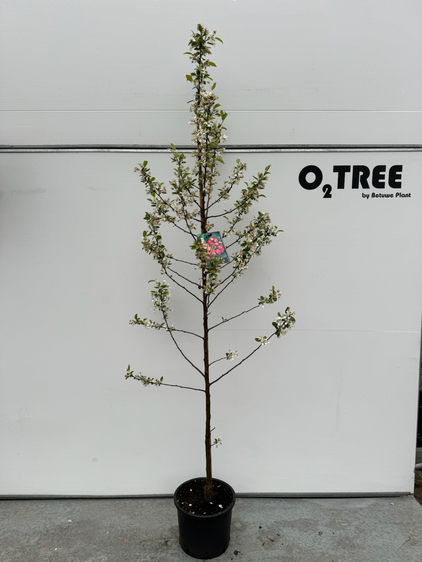 malus--evereste--c12-200-250