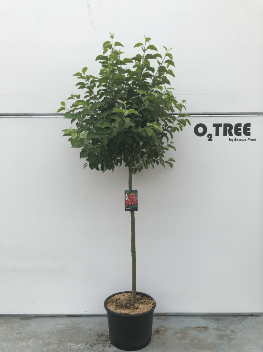 malus--evereste--c35-120cm
