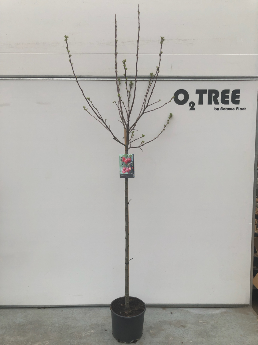 malus--red-sentinel--c10-120cm--3-