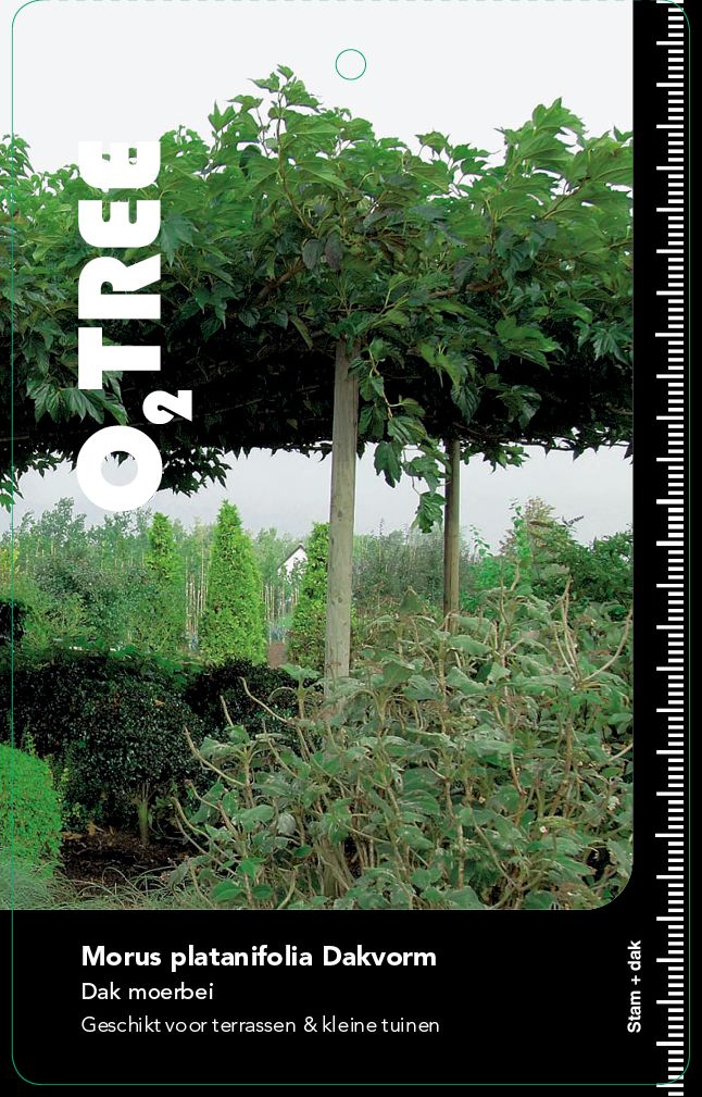 O₂Tree Shaped Trees | 'I Will Give you Privacy'