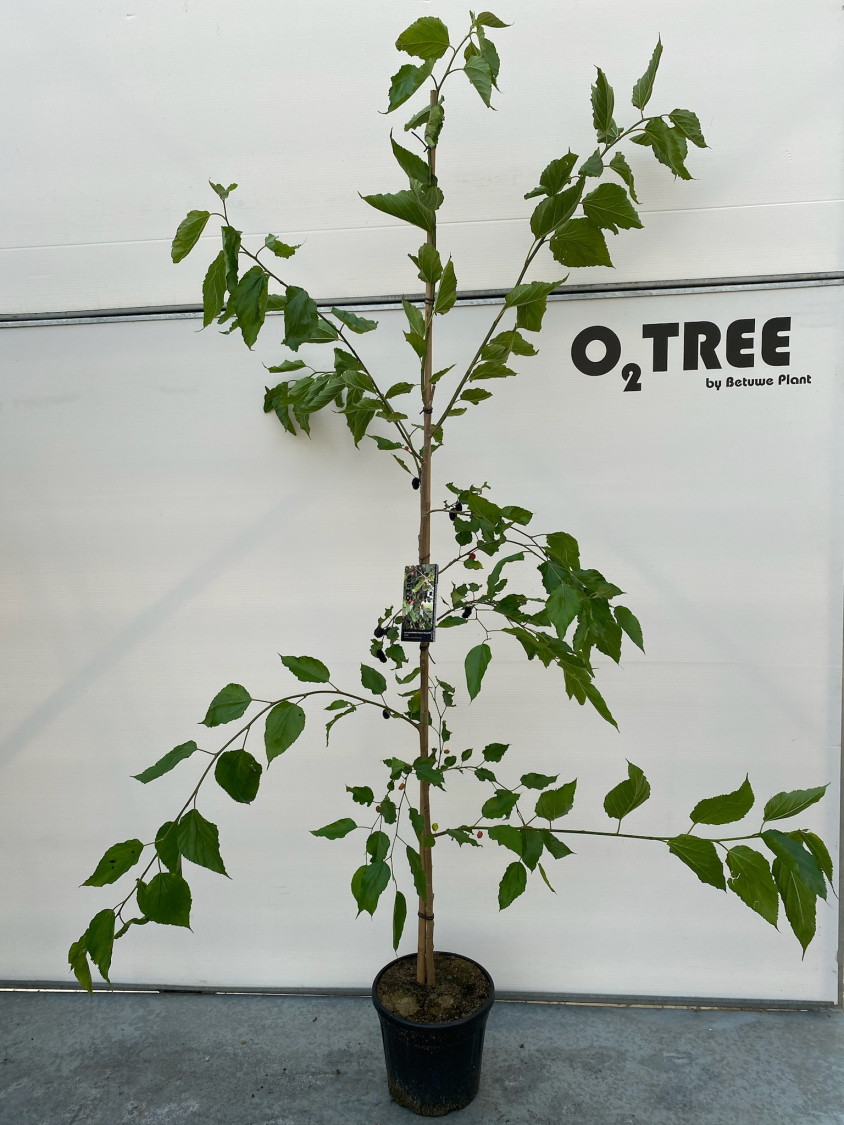 morus-rotundiloba-bonbonberry-mojo-berry---matsunaga-pbr--c15-175-200