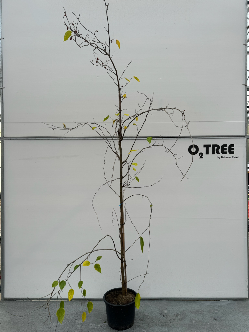 morus-rotundiloba-bonbonberry-mojo-berry---matsunaga-pbr--c20-6-8-beveerd