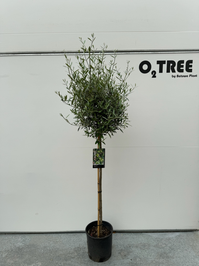olea-europaea-c12-100cm