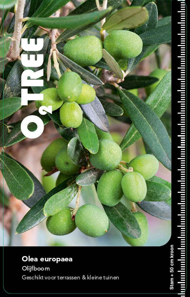olea-europaea