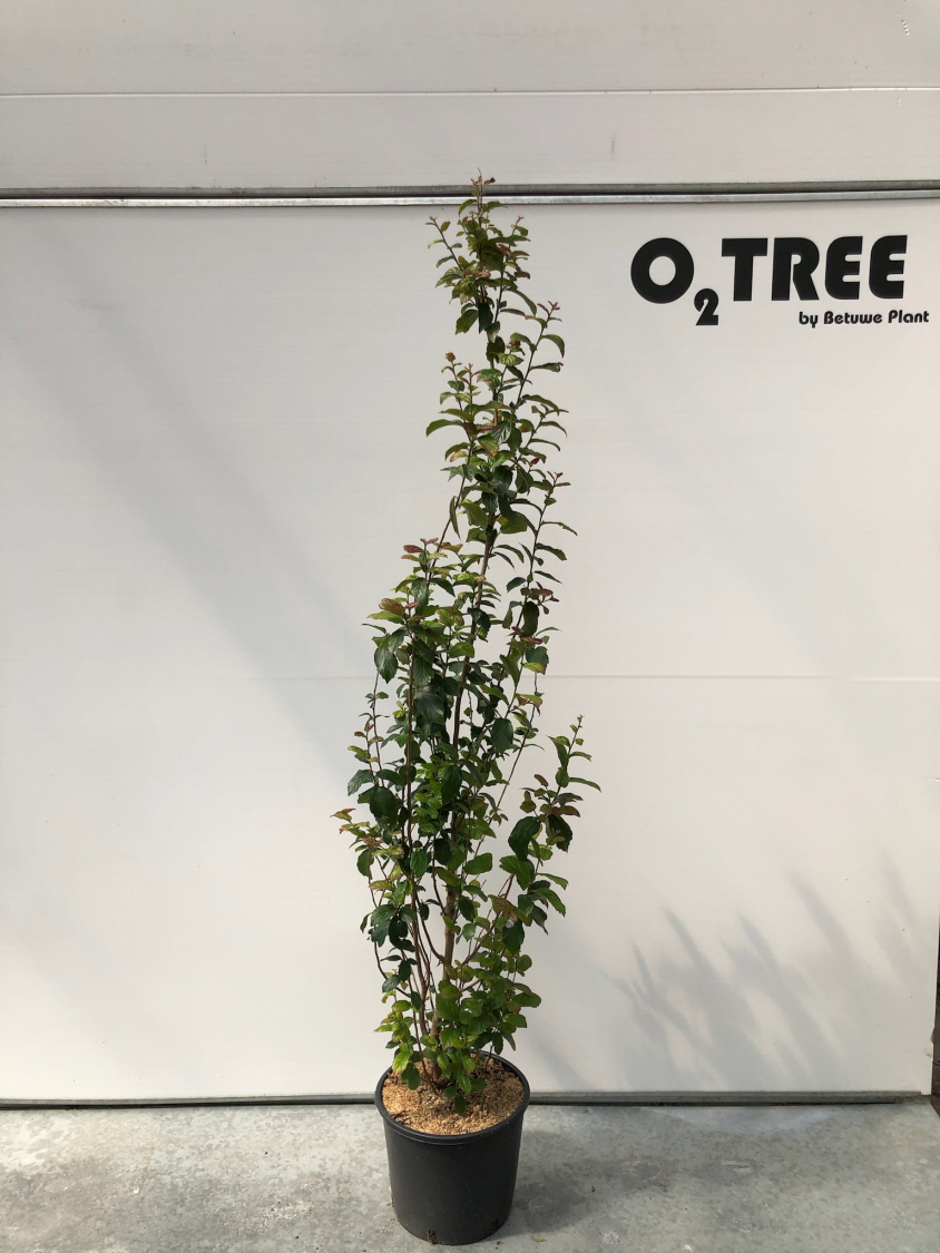 parrotia-persica--bella--c12-150-175