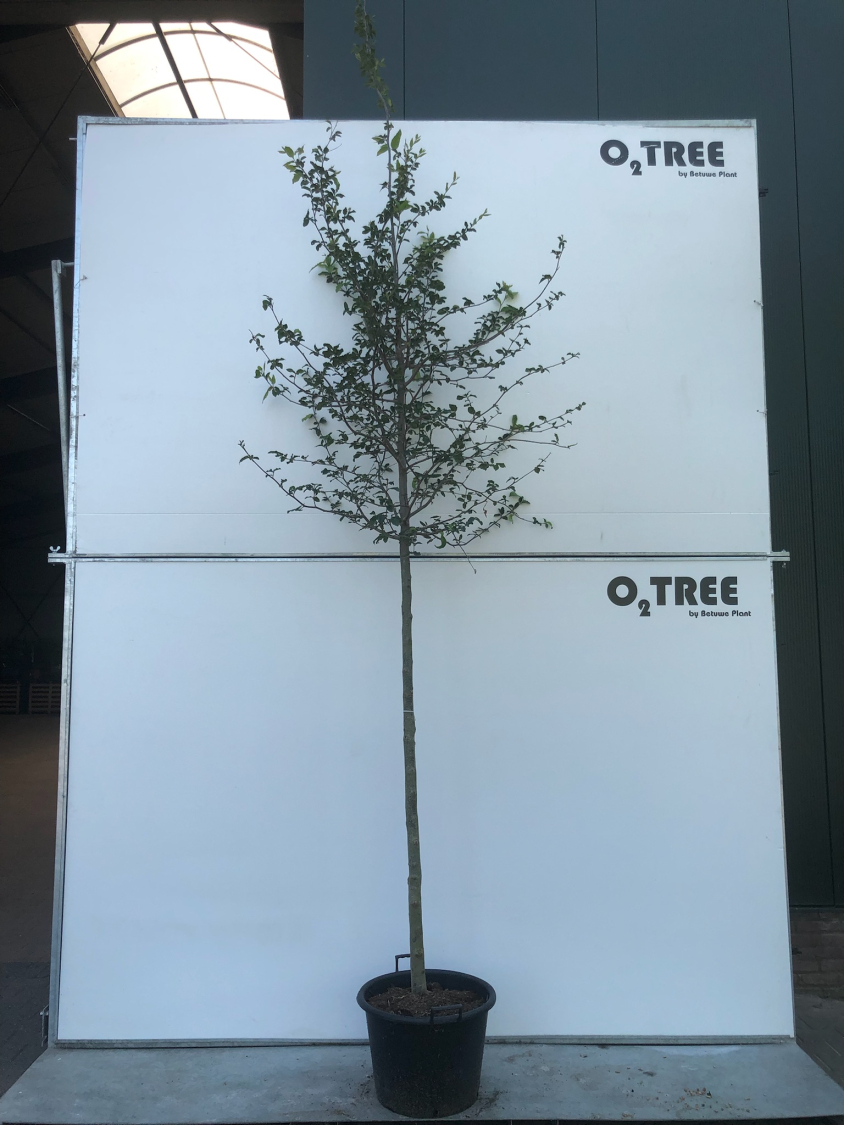 parrotia-persica-12-14-in-container