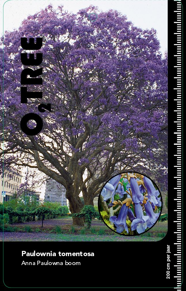 paulownia-tomentosa