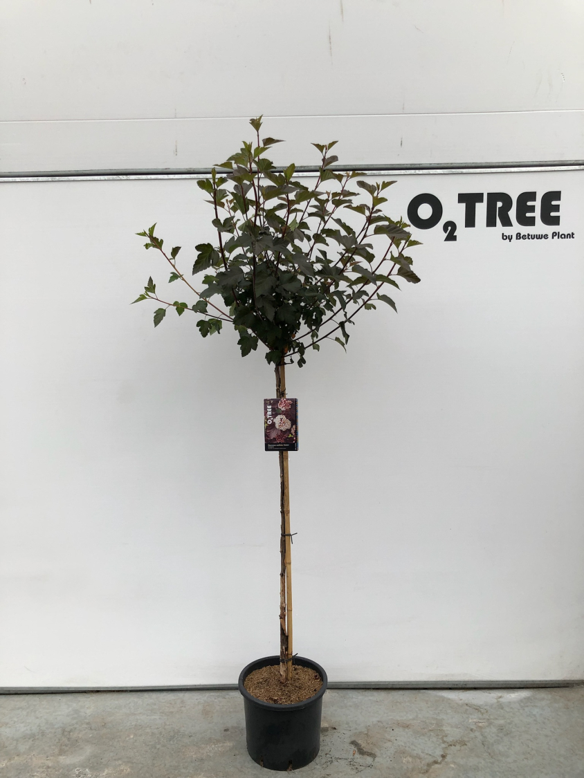 physocarpus-opulifolius--diabolo--c12-120cm--3-