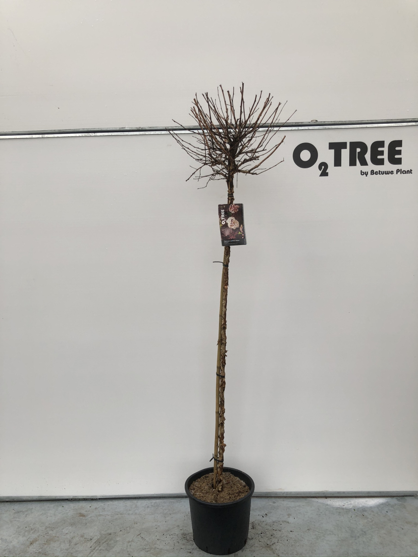 physocarpus-opulifolius--diabolo--c15-150cm