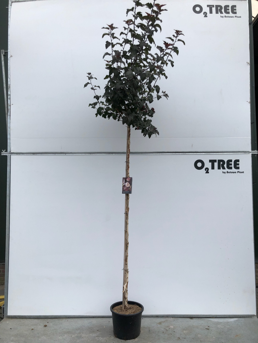 physocarpus-opulifolius--diabolo--c15-180cm