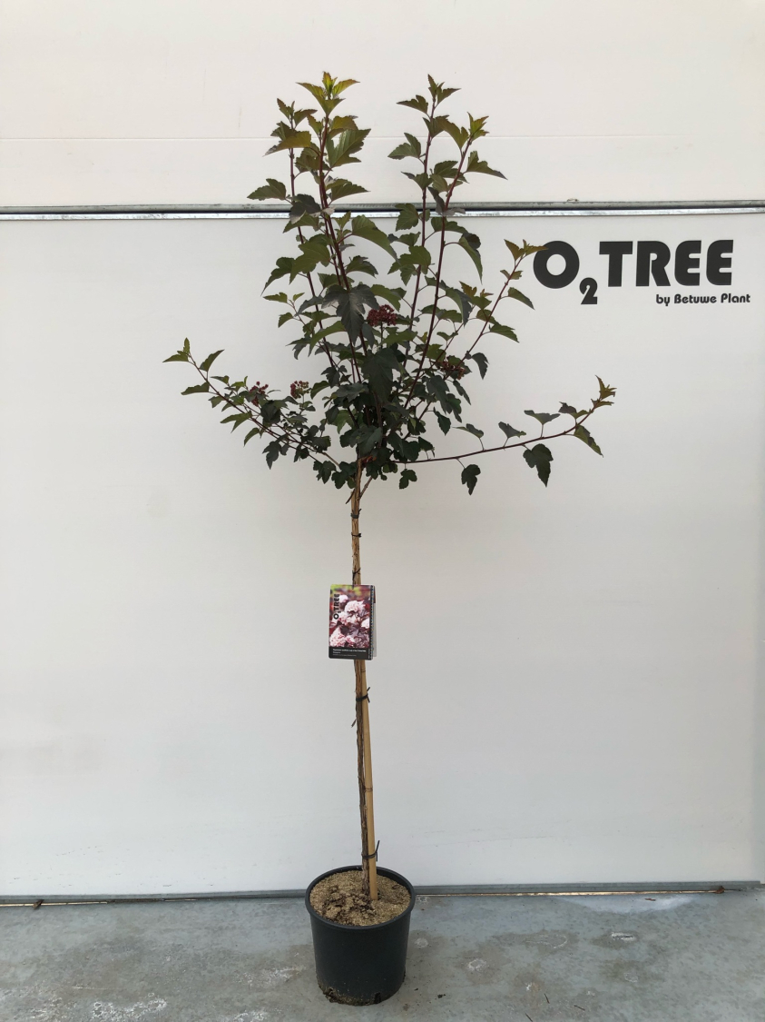 physocarpus-opulifolius-lady-in-red---tuilad-pbr--c10-100cm
