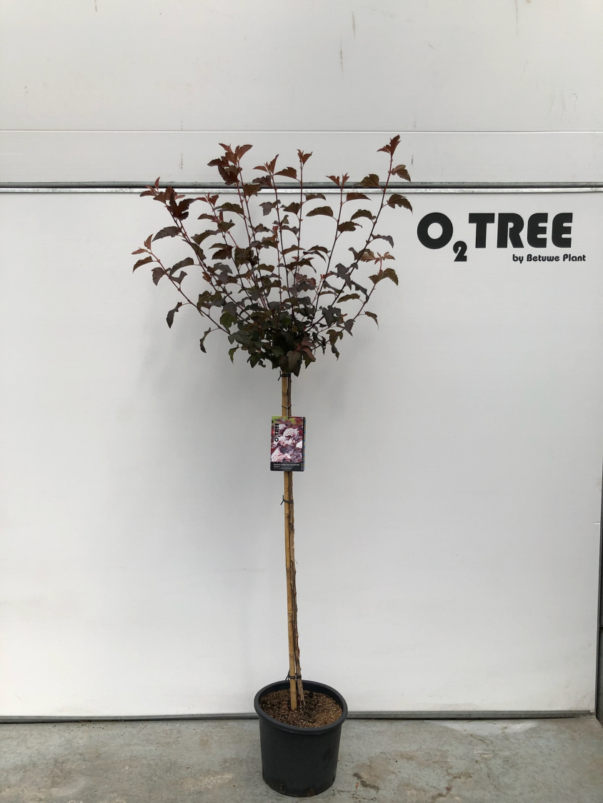 physocarpus-opulifolius-lady-in-red---tuilad-pbr--c12-120cm