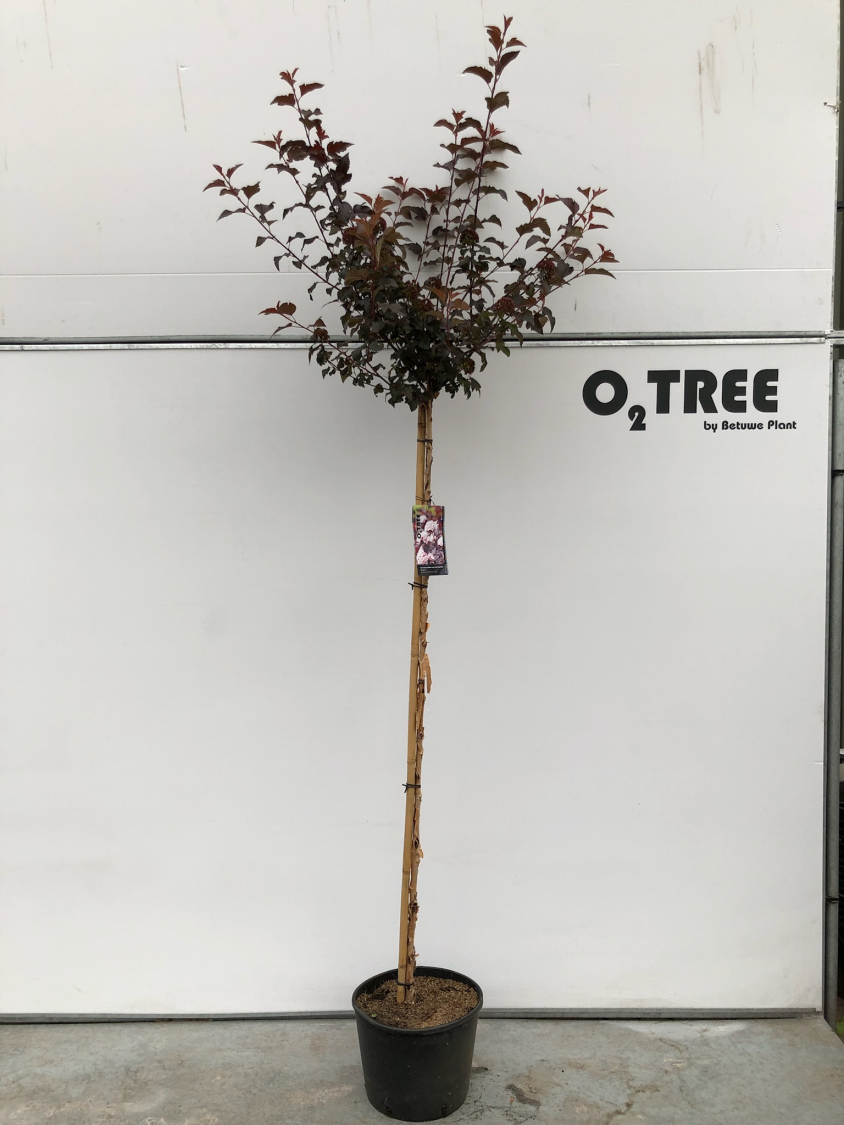physocarpus-opulifolius-lady-in-red---tuilad-pbr--c15-150cm--2-