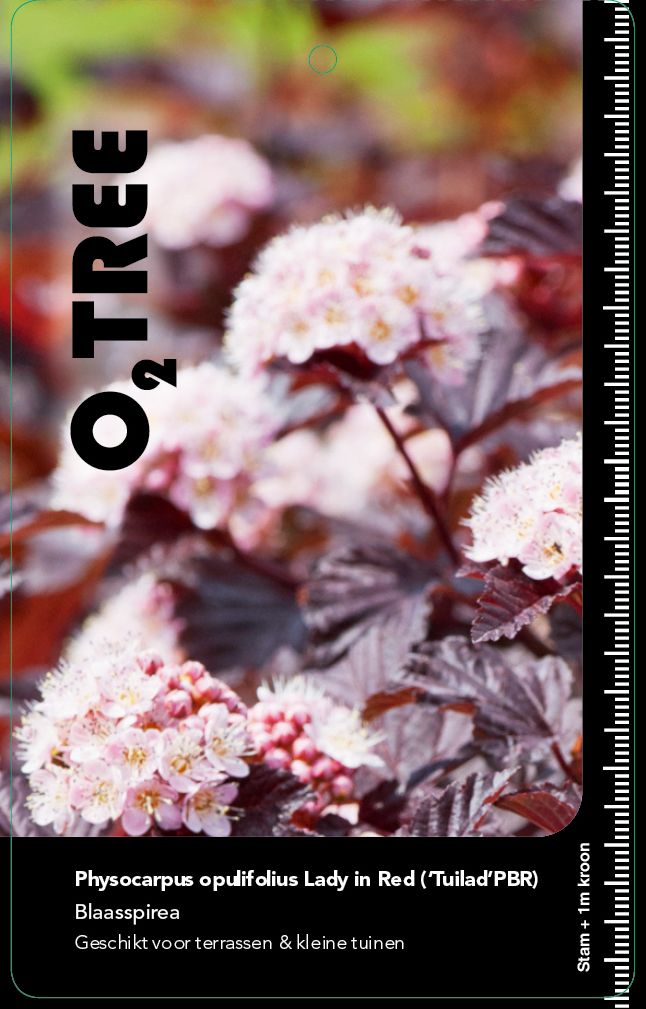 physocarpus-opulifolius-lady-in-red