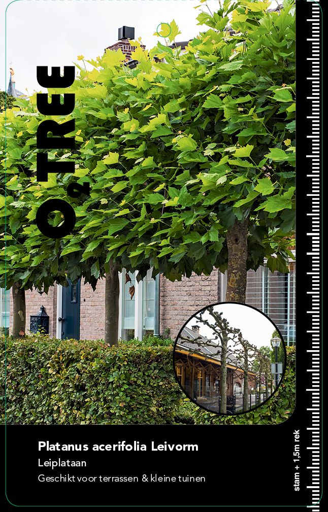 platanus-acerifolia-leivorm