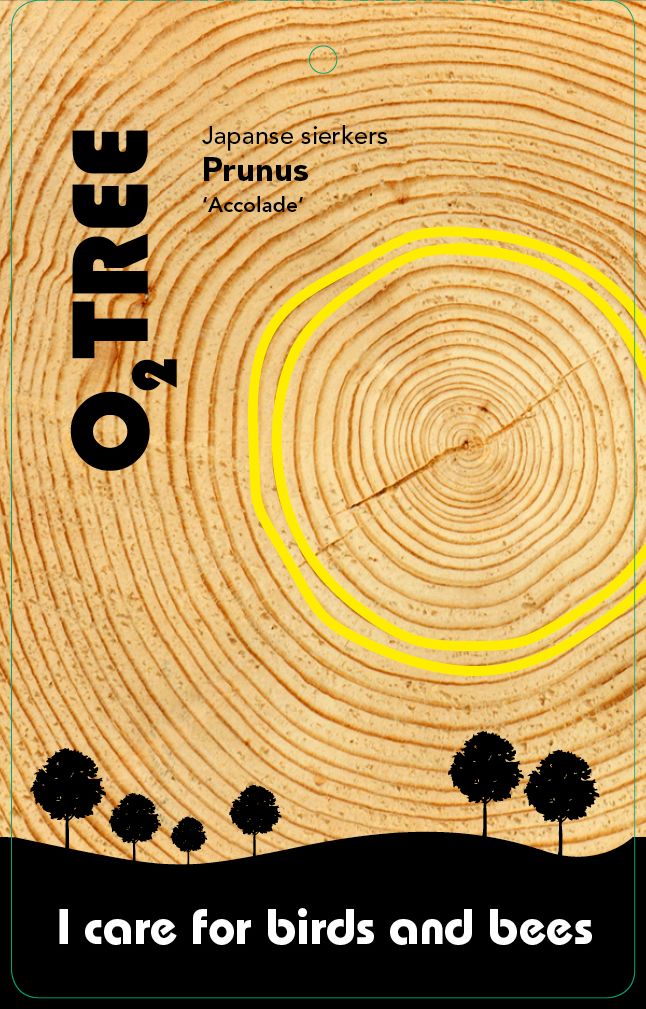 prunus-accolade-thema