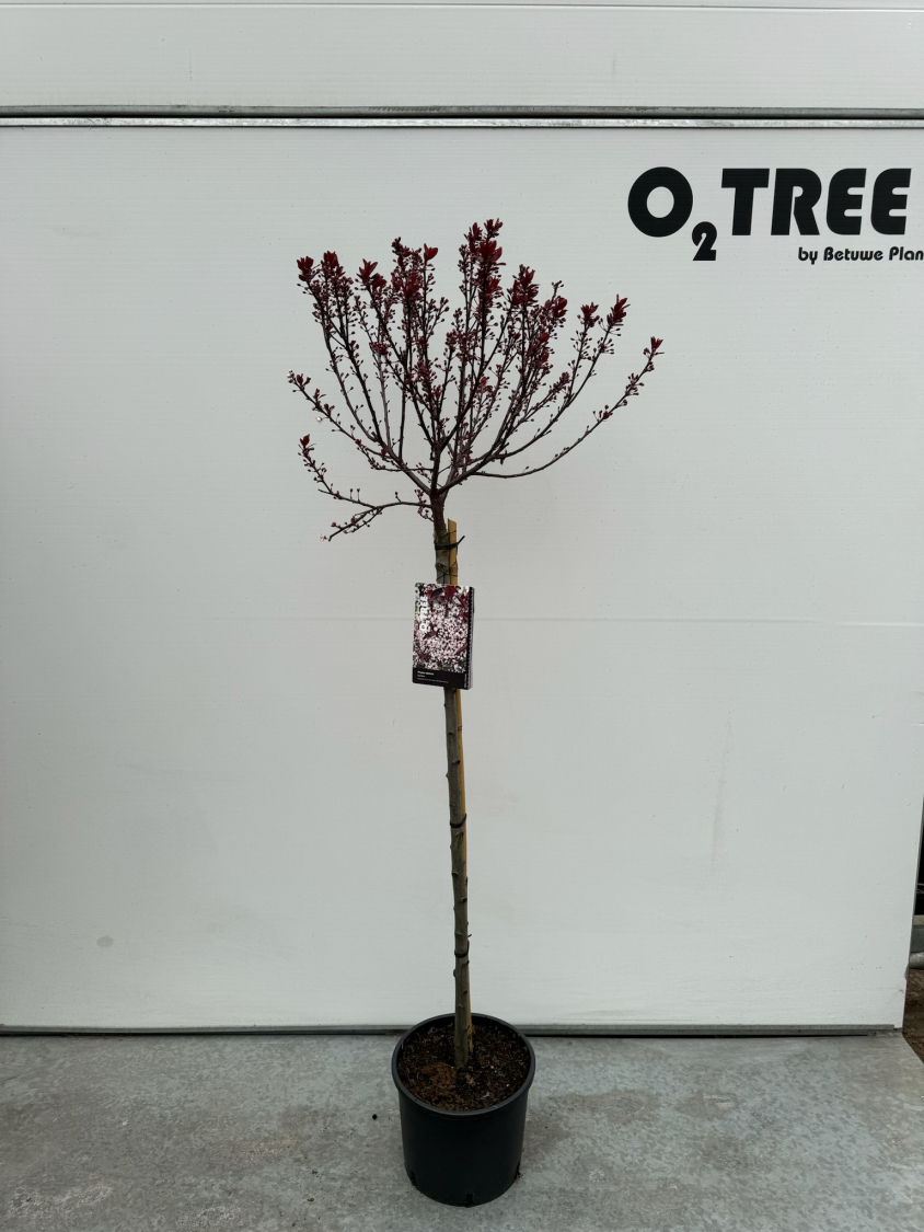 prunus-cistena-c10-100-cm