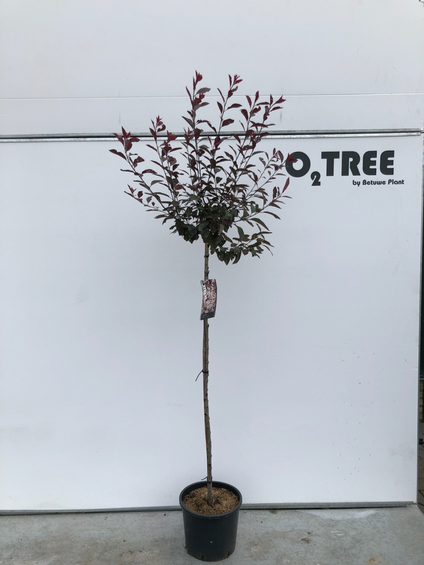 prunus-cistena-c10-120-cm--2-