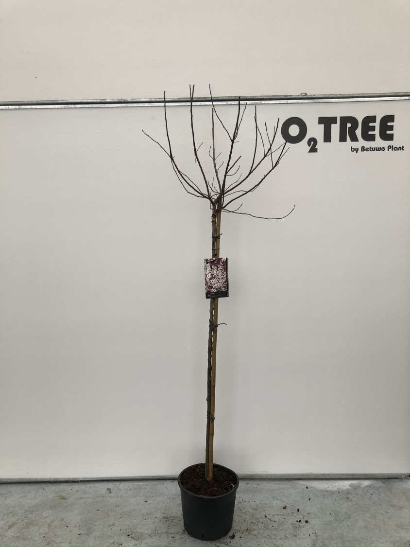 prunus-cistena-c10-120-cm