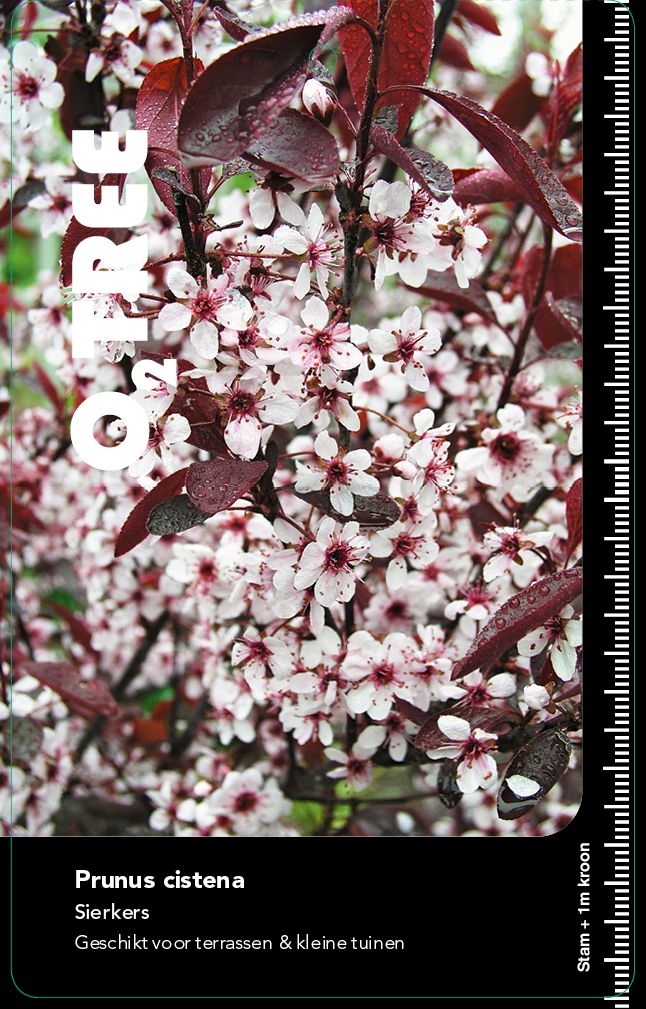 prunus-cistena