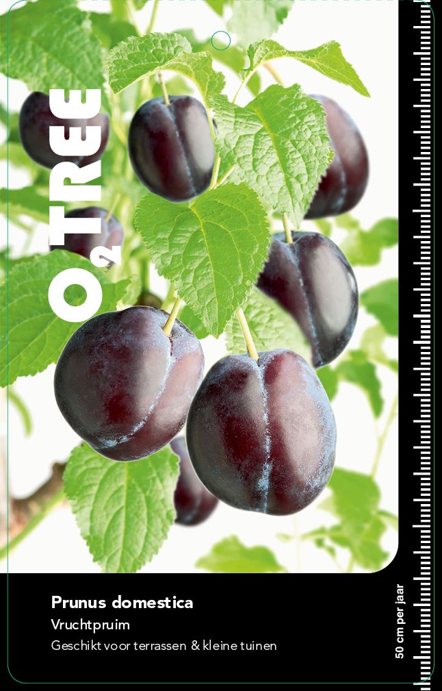 prunus-domestica