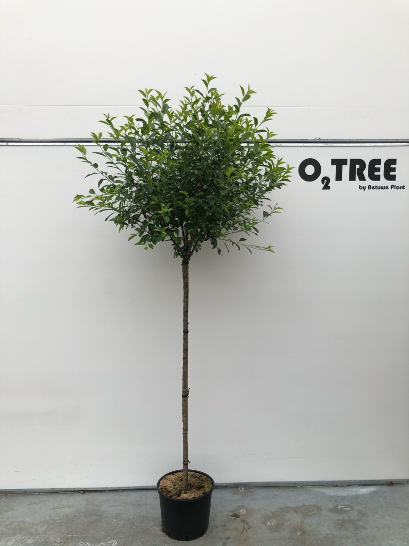 prunus-eminens--umbraculifera--c10-120cm--2-