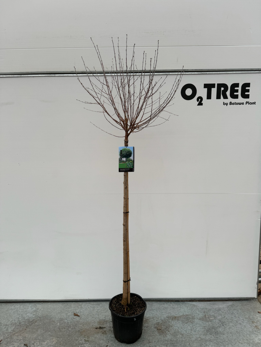prunus-eminens--umbraculifera--c10-120cm--3-