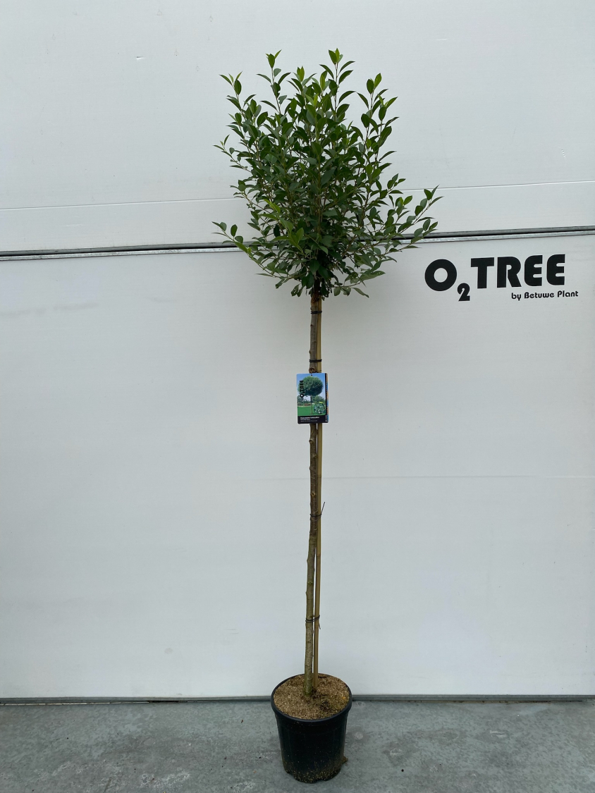 prunus-eminens--umbraculifera--c12-150cm