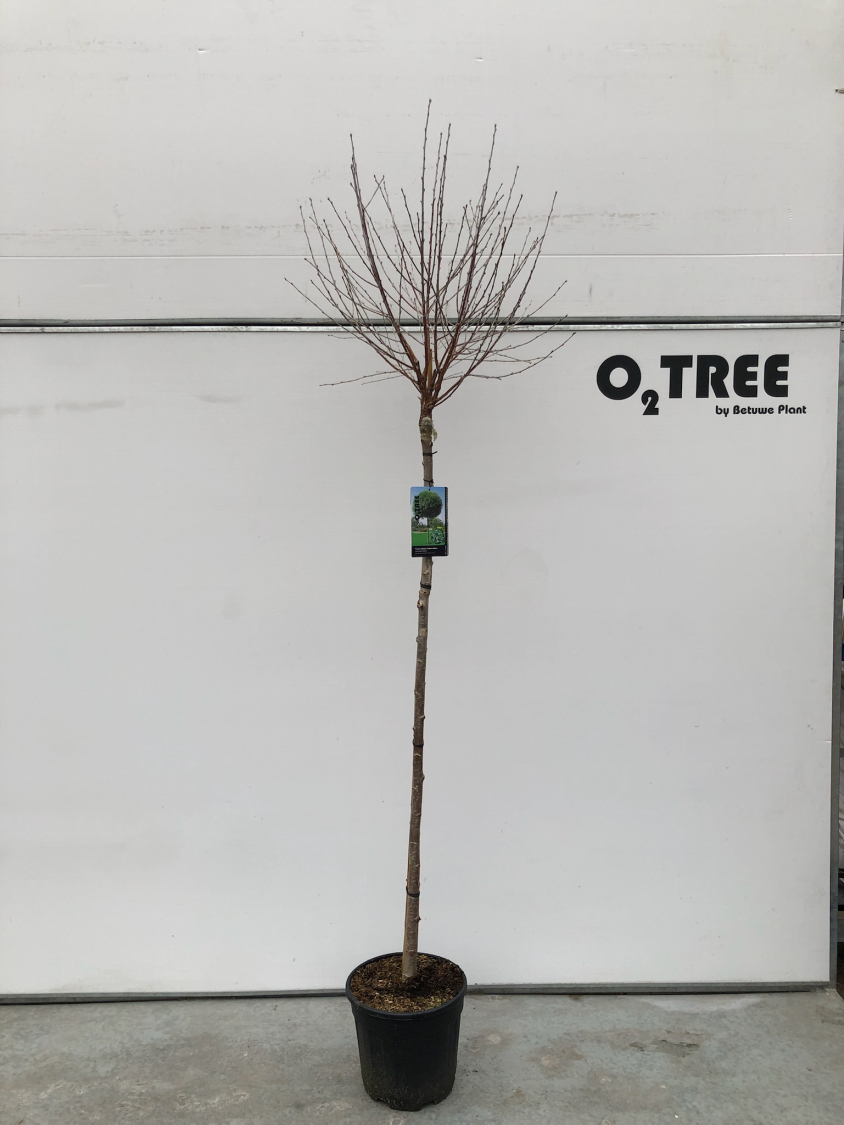 prunus-eminens--umbraculifera--c15-150cm