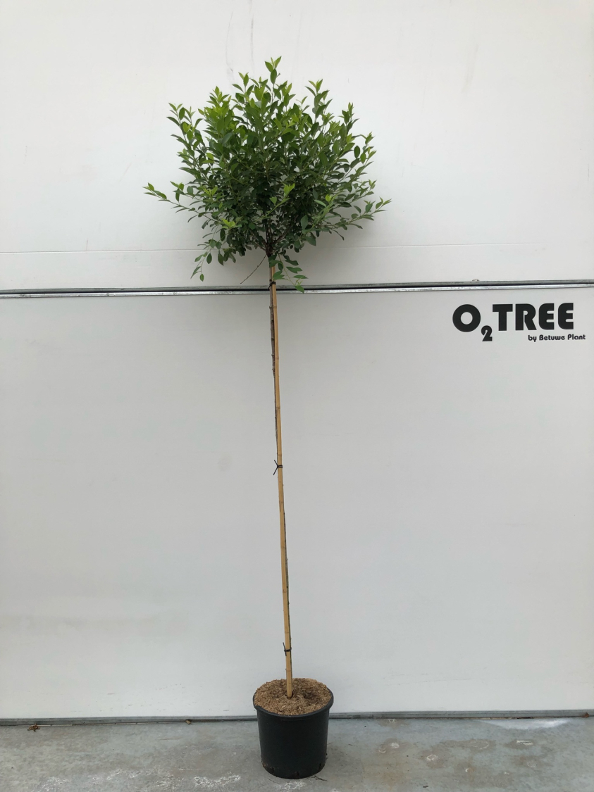 prunus-eminens--umbraculifera--c15-6-8-10-180cm